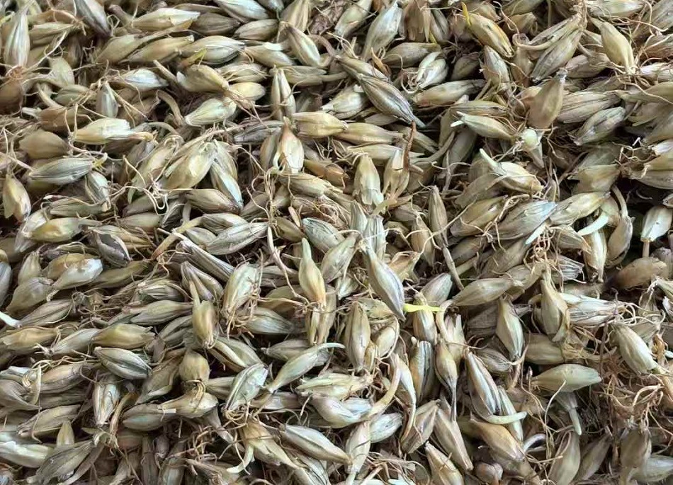 許昌智工炒貨機(jī)